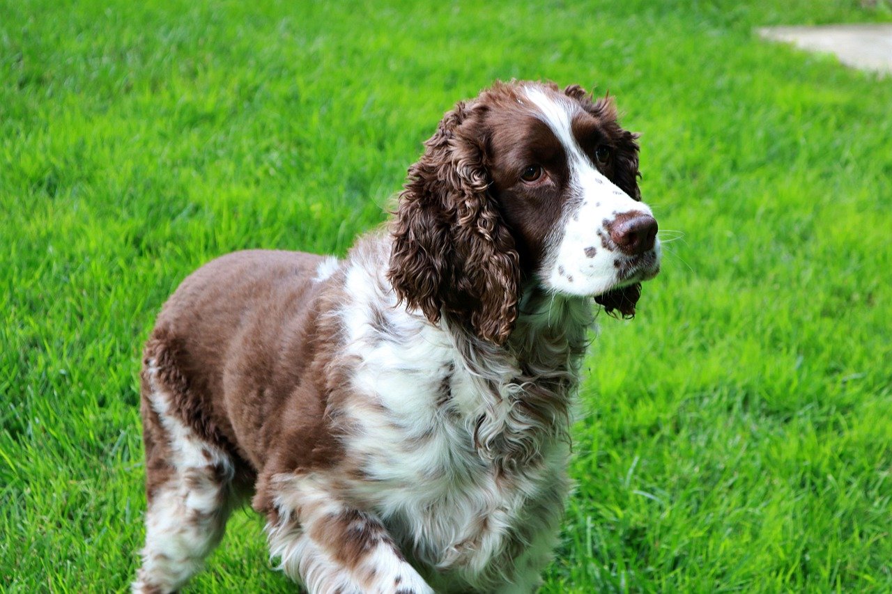 English Springer Spaniels: The Perpetual Puppies (image credits: pixabay)