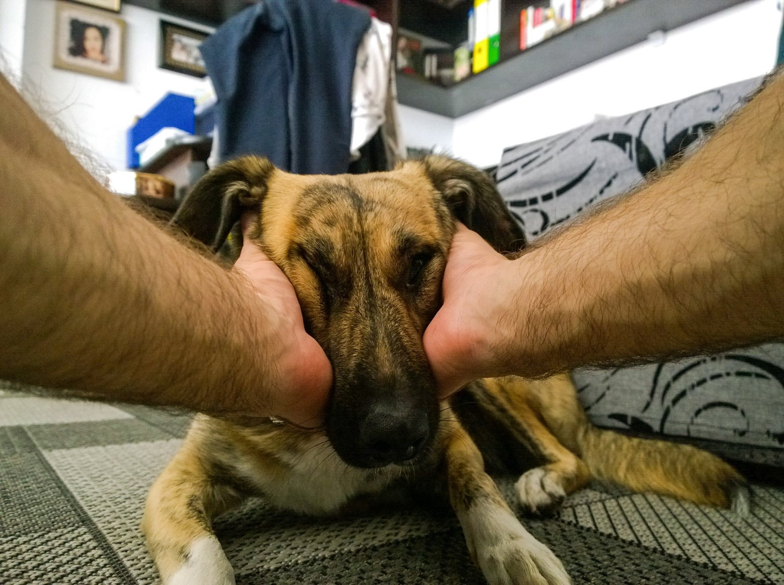 Conclusion: Life's Better with a Four-Legged Comedian (image credits: wikimedia)