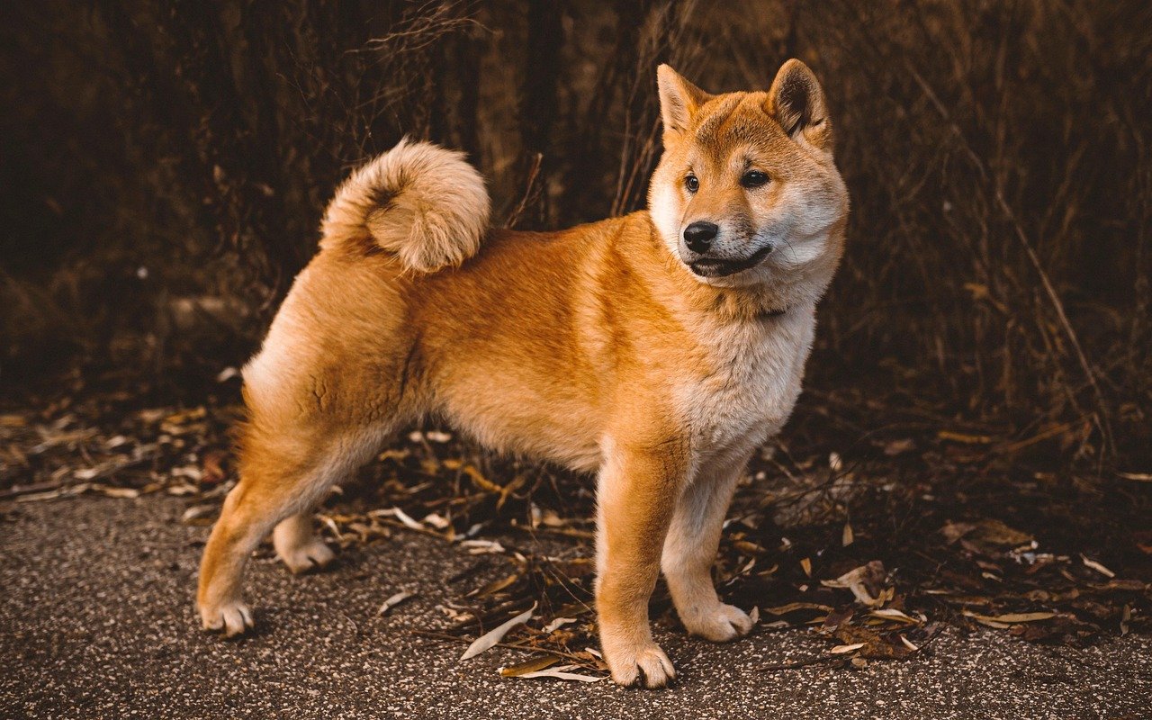 Shiba Inu: The Diva with Attitude (image credits: pixabay)