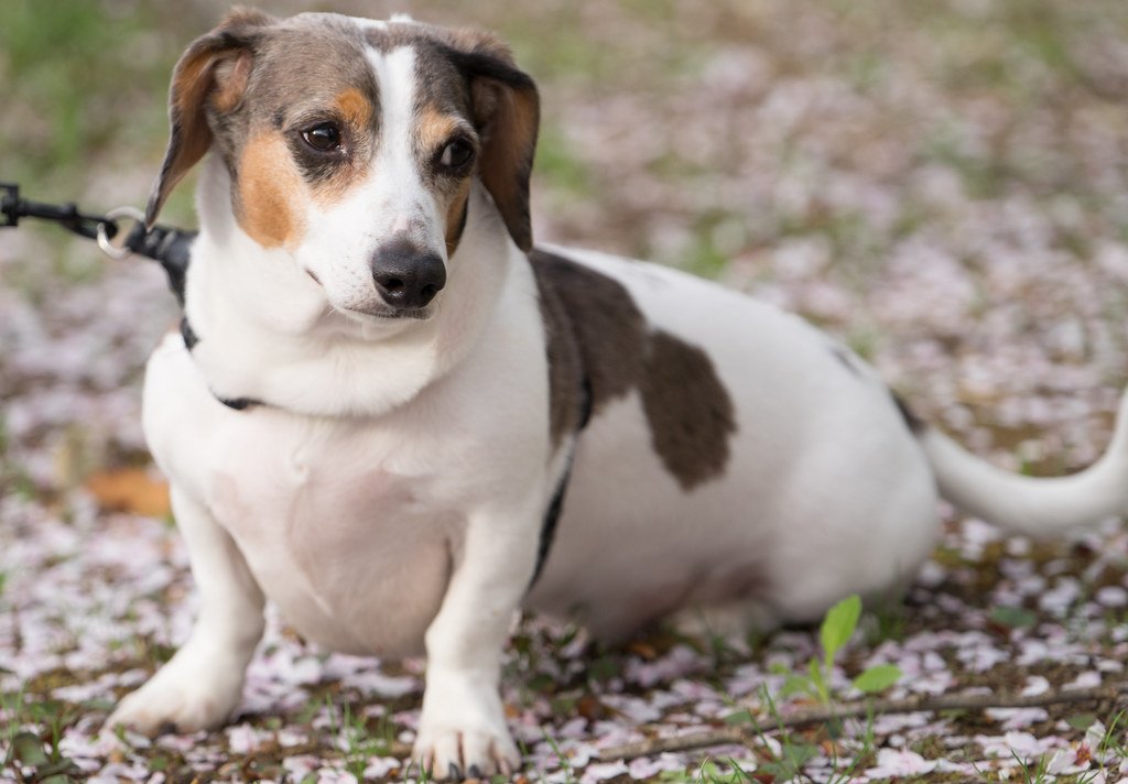 Dachshund: The Sausage with Serious Attitude (image credits: flickr)