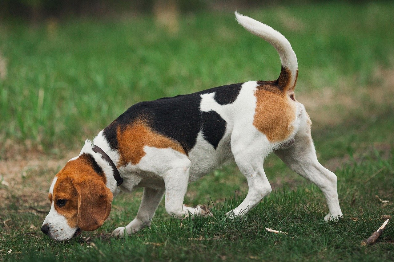 Beagle: The Scent-Obsessed Selective Listener (image credits: pixabay)
