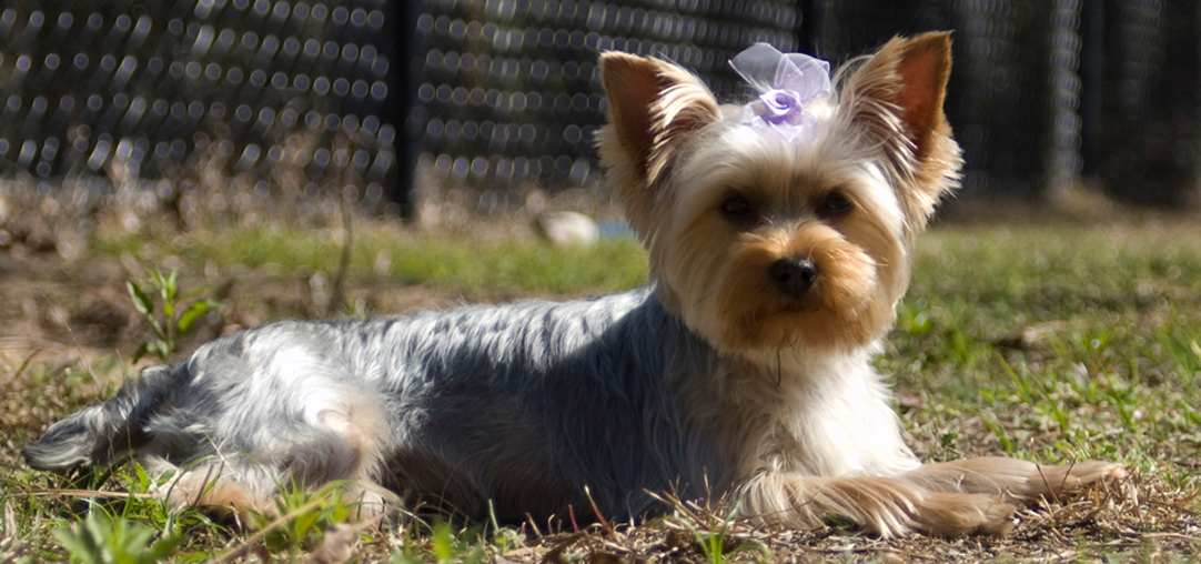 Yorkshire Terriers: Small Dogs with Big Hearts (image credits: wikimedia)