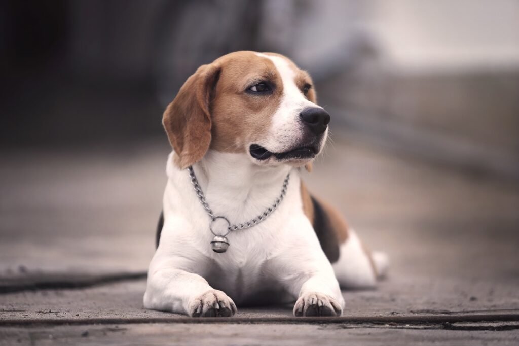 The Hound Music Maker: Beagle