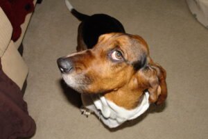 The Deep-Voiced Detective: Basset Hound