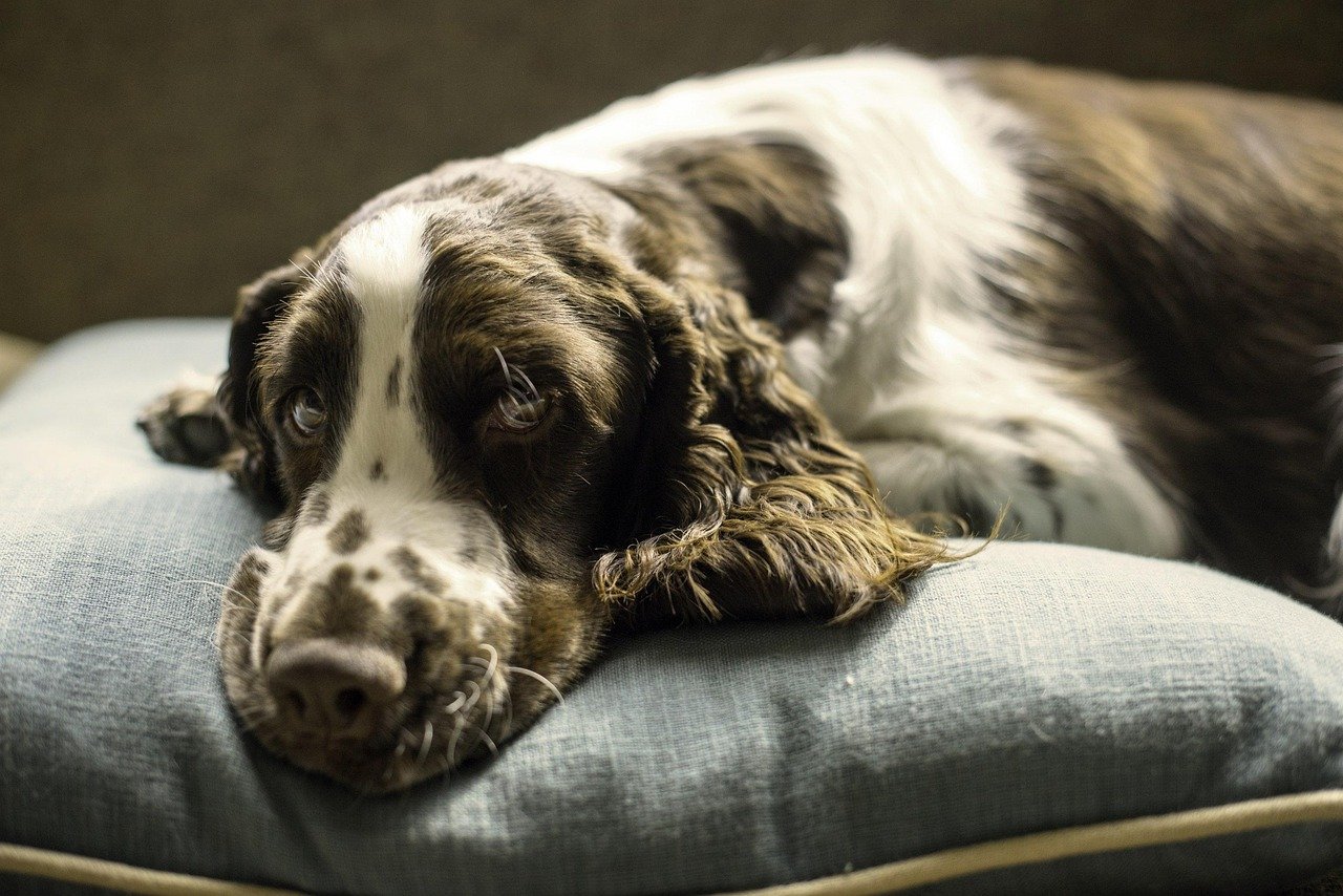 An Orthopedic Bed That Actually Supports Their Joints (image credits: pixabay)