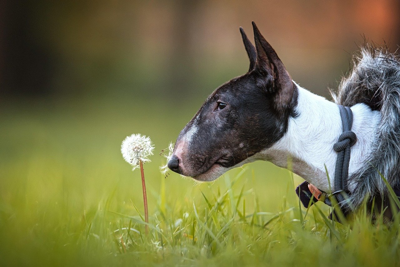 The Bull Terrier: Clowns in Tough-Guy Disguise (image credits: pixabay)