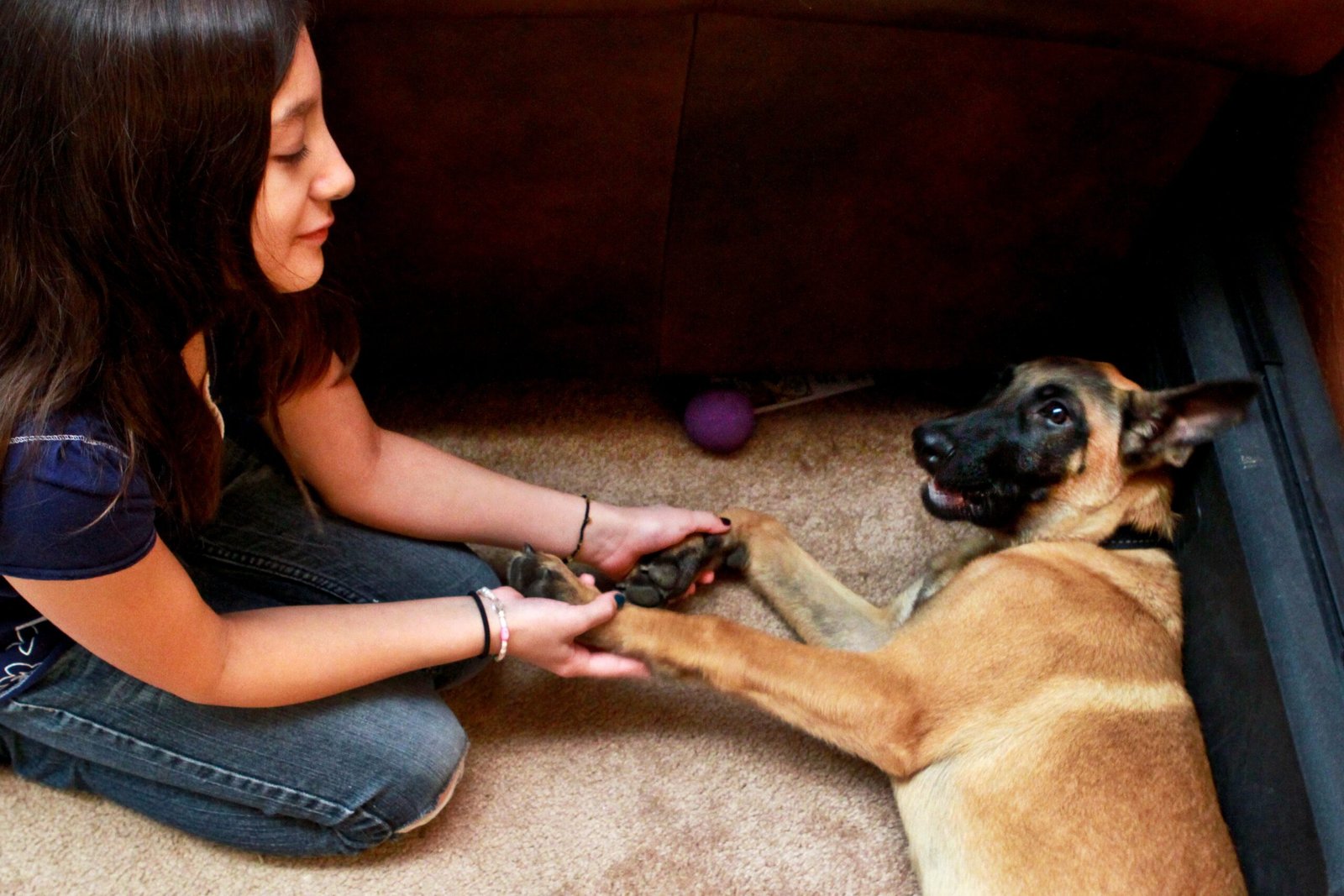 The Belgian Malinois: Elite Athletes with Tender Hearts (image credits: wikimedia)