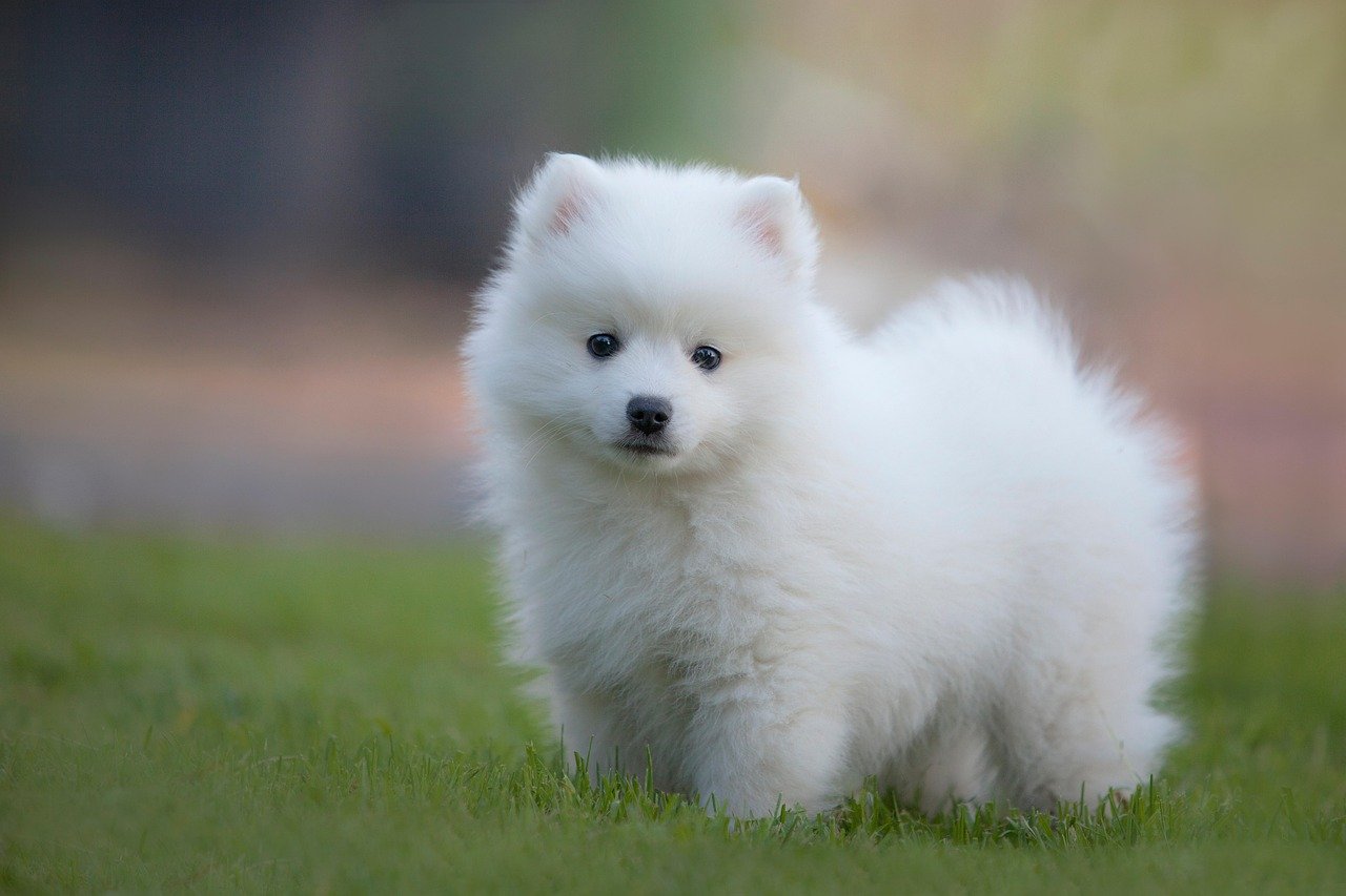 Japanese Spitz: The Mischievous Troublemaker (image credits: pixabay)