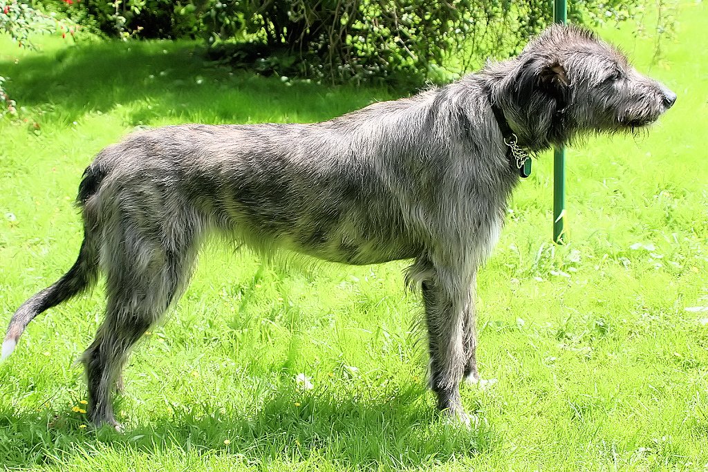 Irish Wolfhound: Tallest Lap Dog in the World (image credits: flickr)