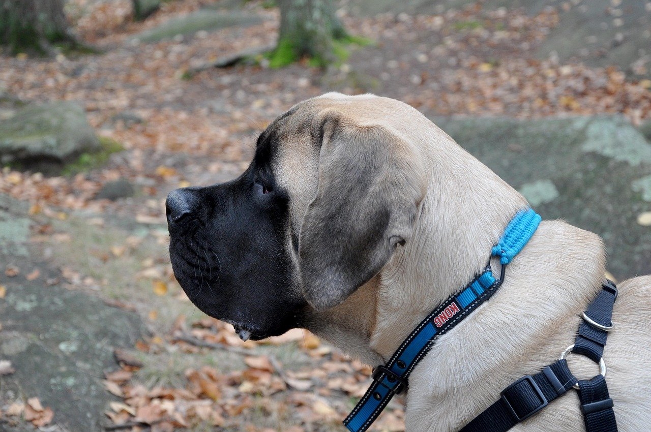 Mastiff: The Gentle Giant with Selective Hearing (image credits: pixabay)