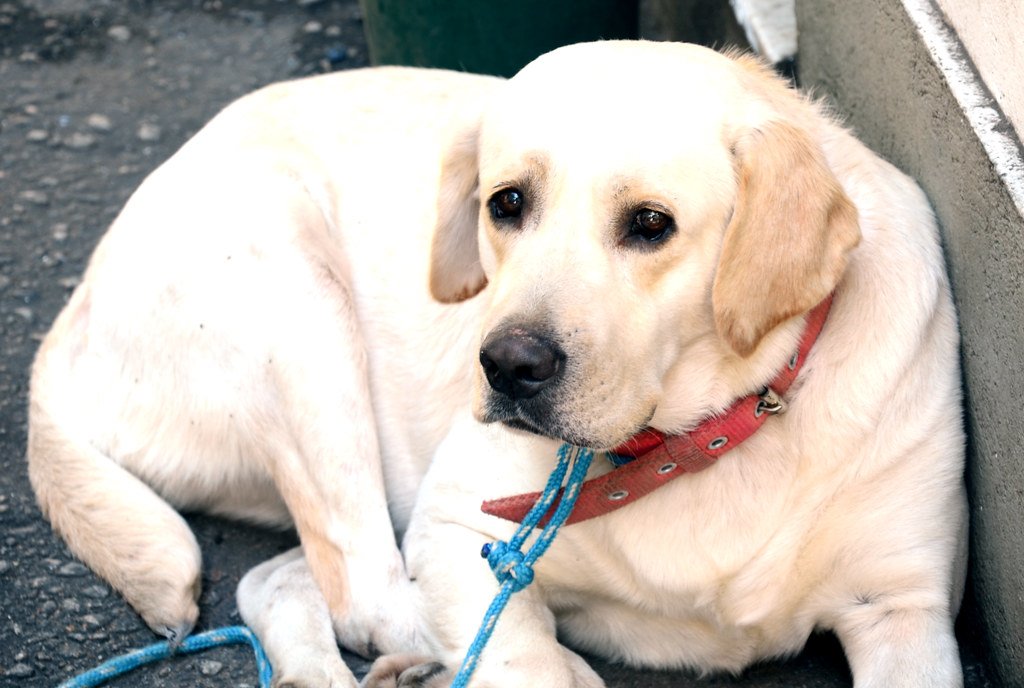 Labrador Retriever: The Perpetual Puppy (image credits: flickr)