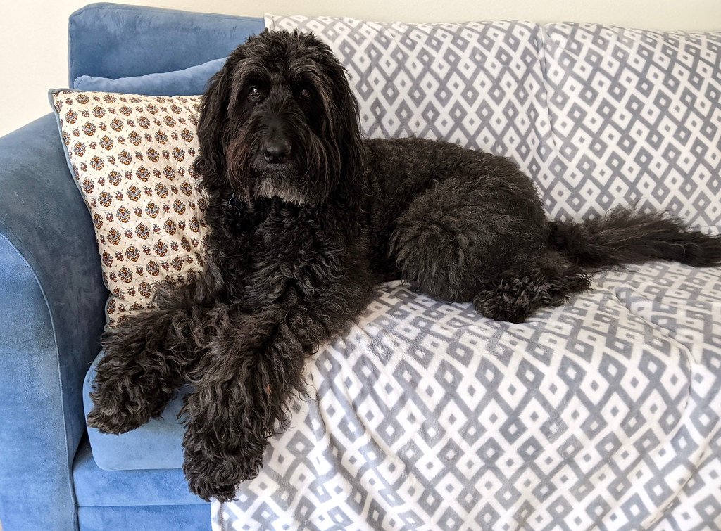 The Science Behind the Snuggles: Why Big Dogs Think Small (image credits: flickr)