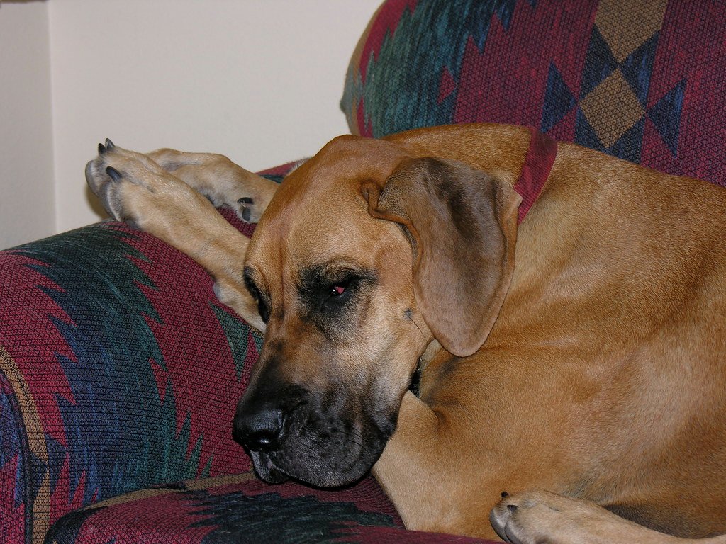 Living with Your Gentle Giant: Tips for Lap Dog Harmony (image credits: flickr)