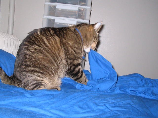 The Therapeutic Pleasure of Kneading (image credits: flickr)