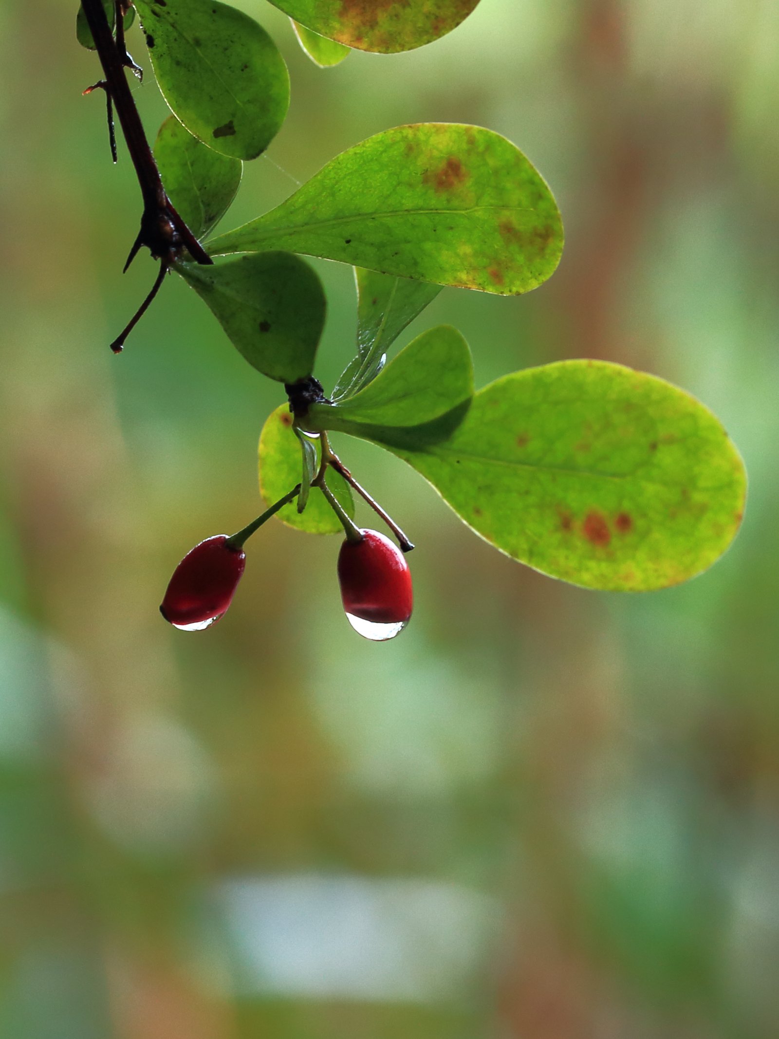 Japanese Barberry: The Invasive Tick Magnet That's Probably in Your Neighborhood (image credits: wikimedia)