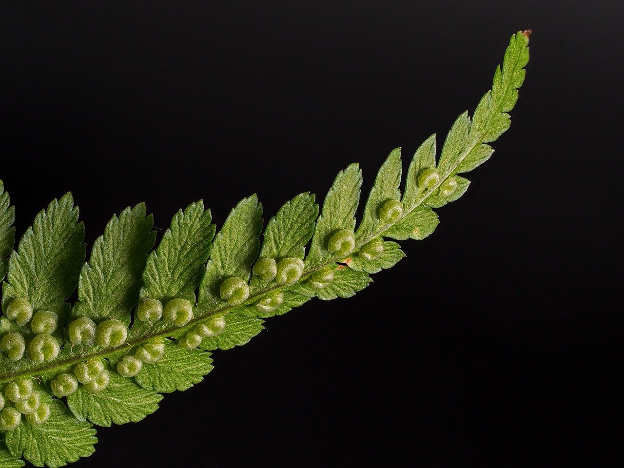 Ferns: The Lush Ground Cover That Hides Dangerous Secrets (image credits: pixabay)