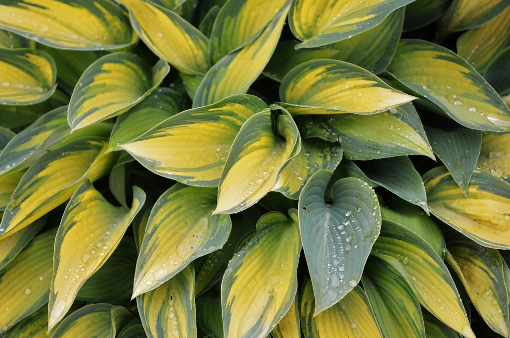 Hostas: The Shade Garden Favorite That's Not So Pet-Friendly (image credits: rawpixel)