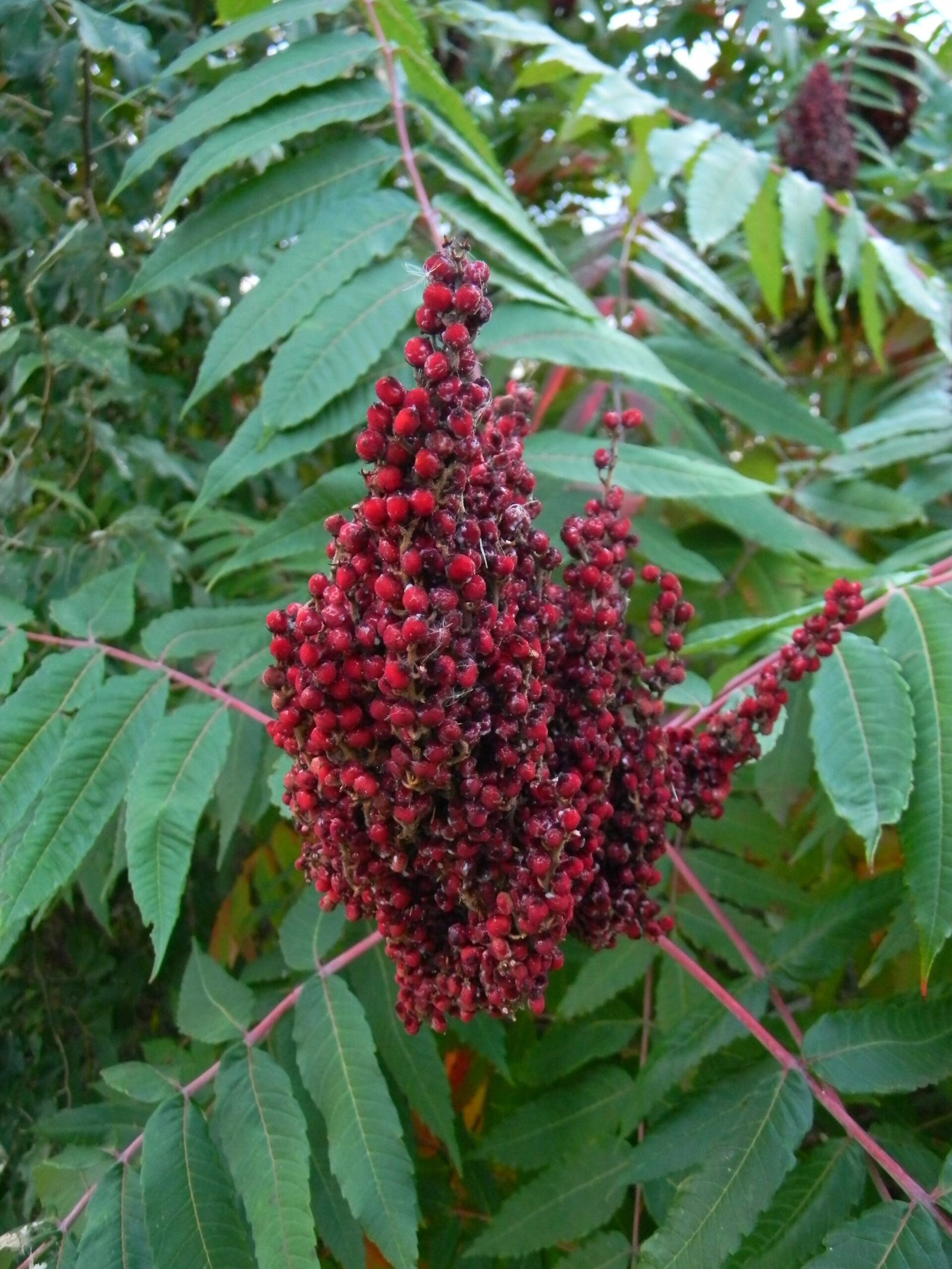 Staghorn Sumac: The Wildlife Buffet That Brings Unwanted Dinner Guests (image credits: wikimedia)