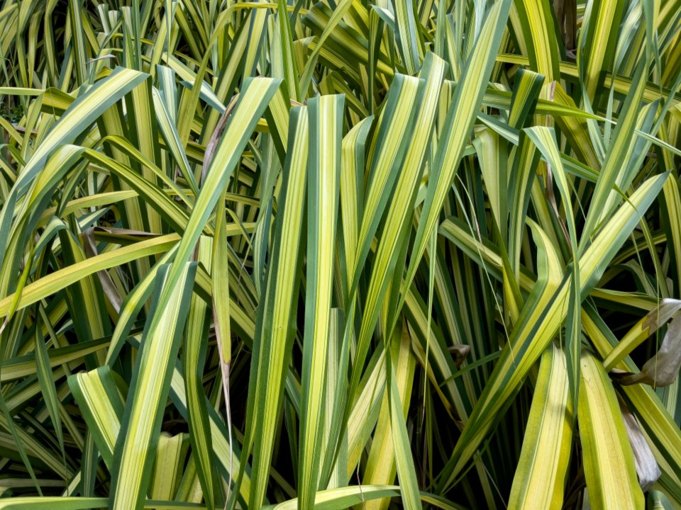 Ornamental Grasses: The Decorative Elements That Deceive (image credits: stocksnap)