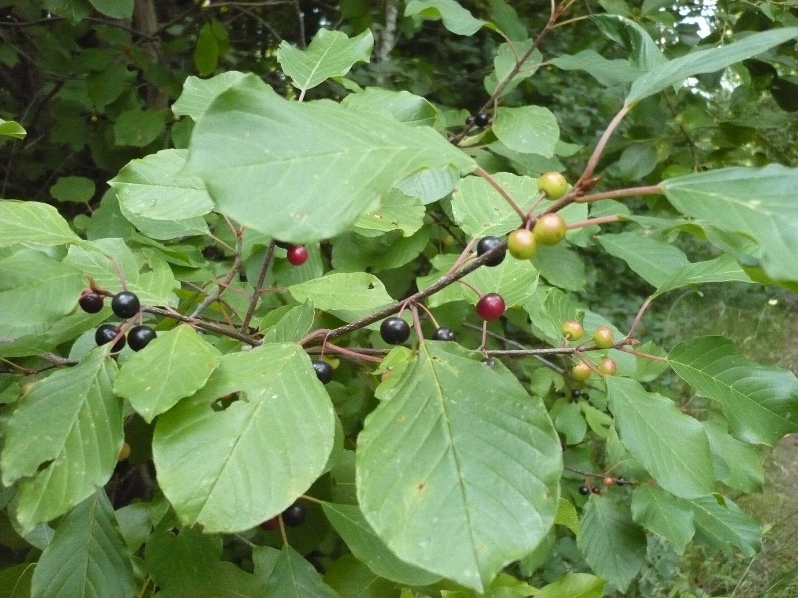 Buckthorn: The Dense Shrub Creating Tick Neighborhoods (image credits: wikimedia)