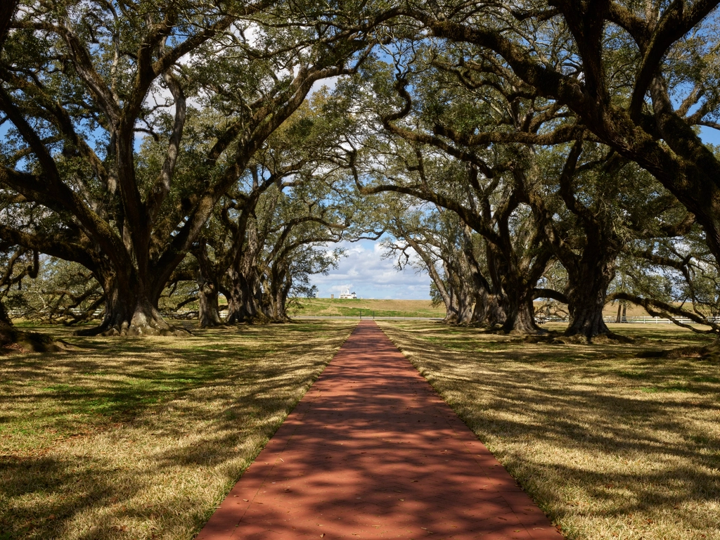Oak Trees: The Majestic Shade Providers With a Dark Side (image credits: rawpixel)