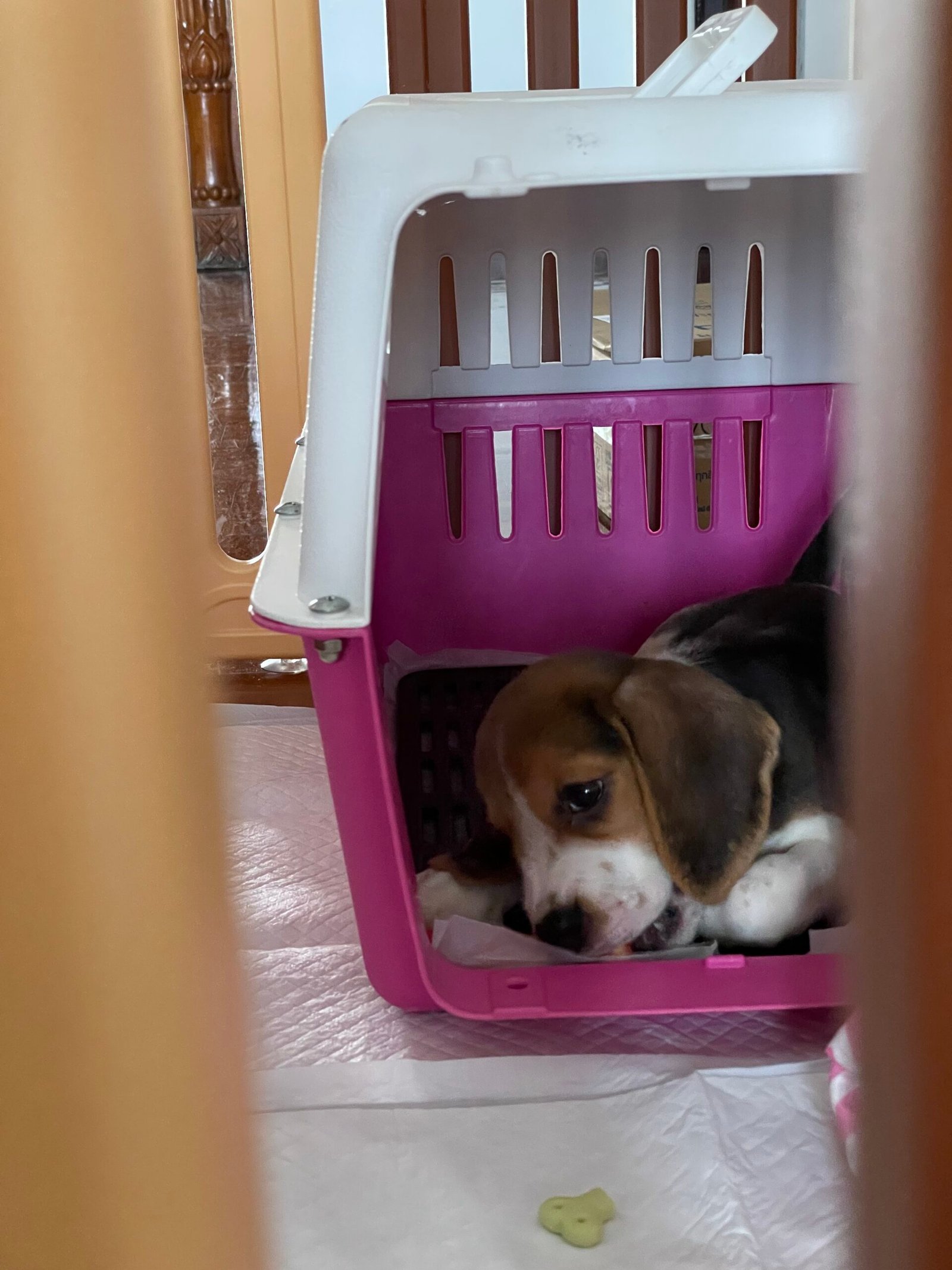 Crate Training Made Simple (image credits: wikimedia)
