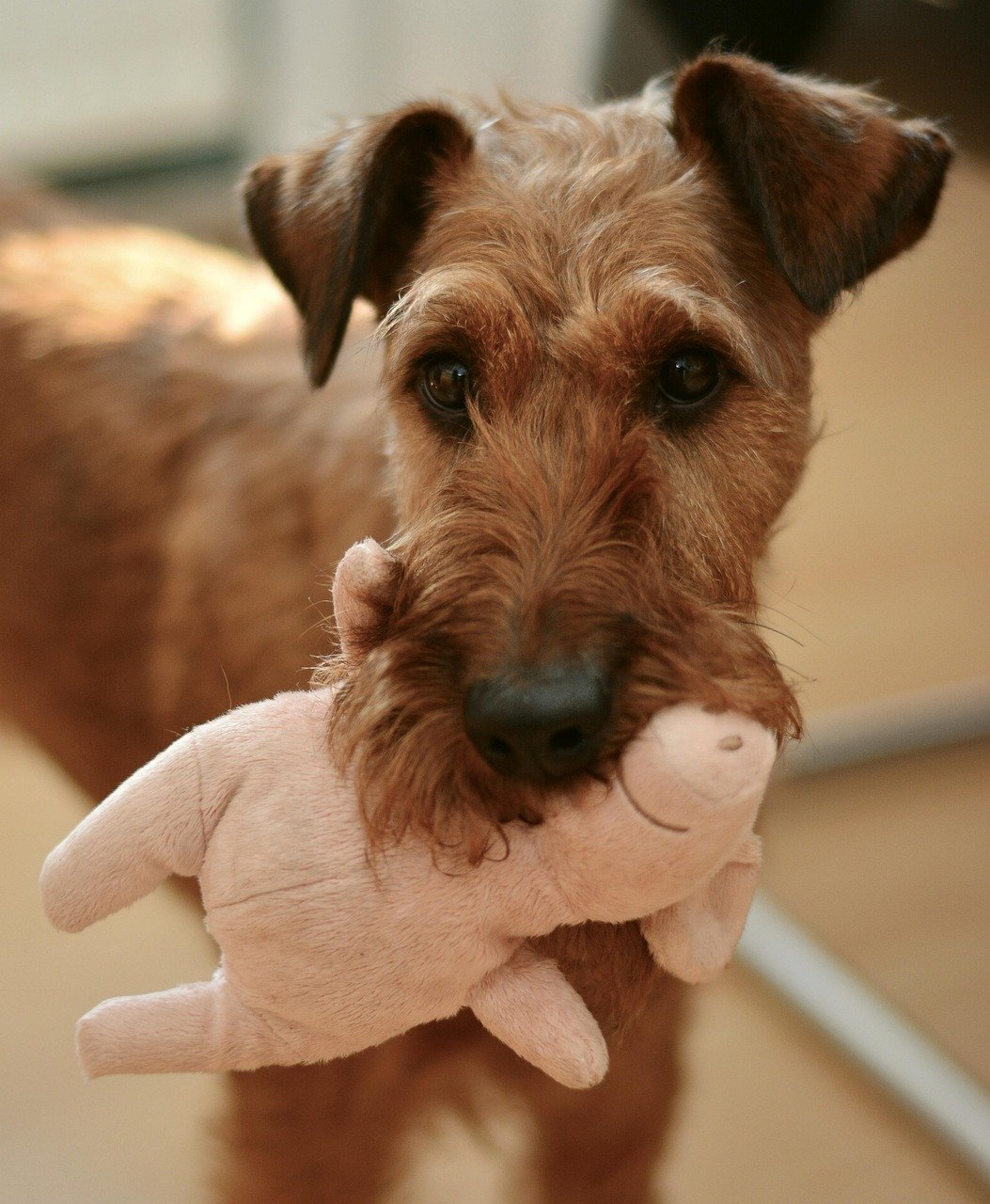 Choosing the Perfect Heartbeat Toy (image credits: pixabay)