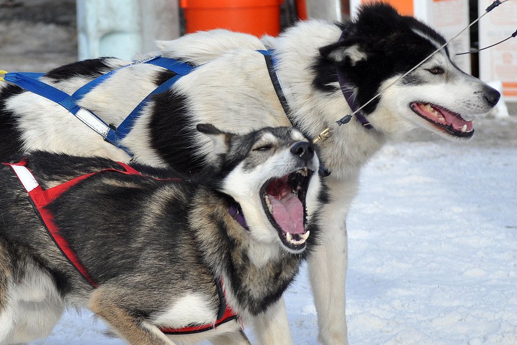 Increased Vocalization or Unusual Quietness (image credits: flickr)