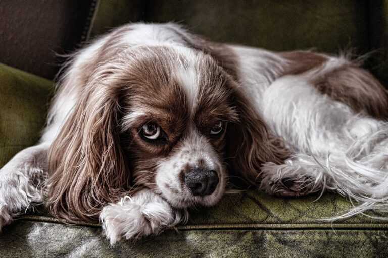 Regression in House Training or Learned Behaviors
