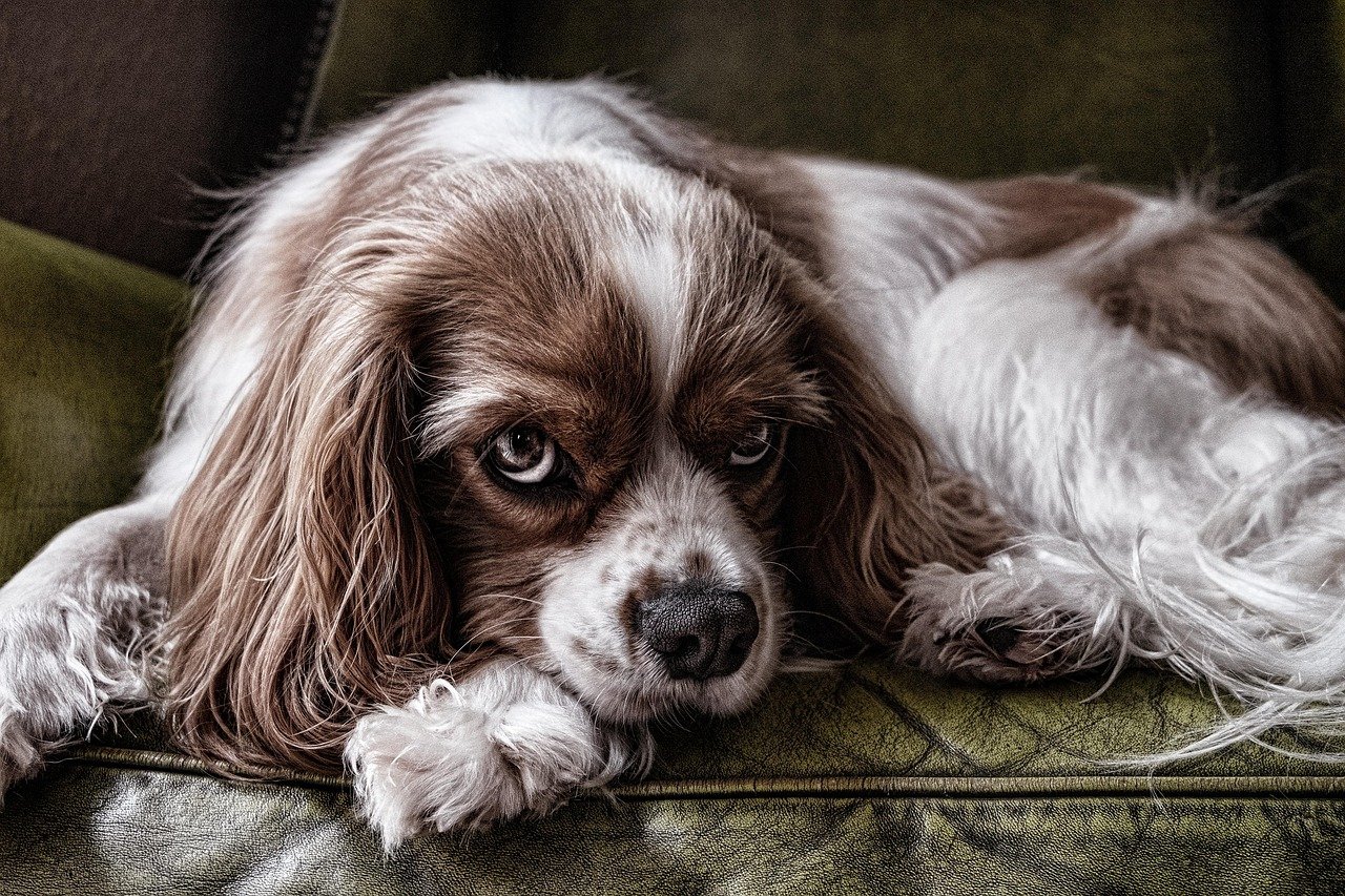 Regression in House Training or Learned Behaviors (image credits: pixabay)