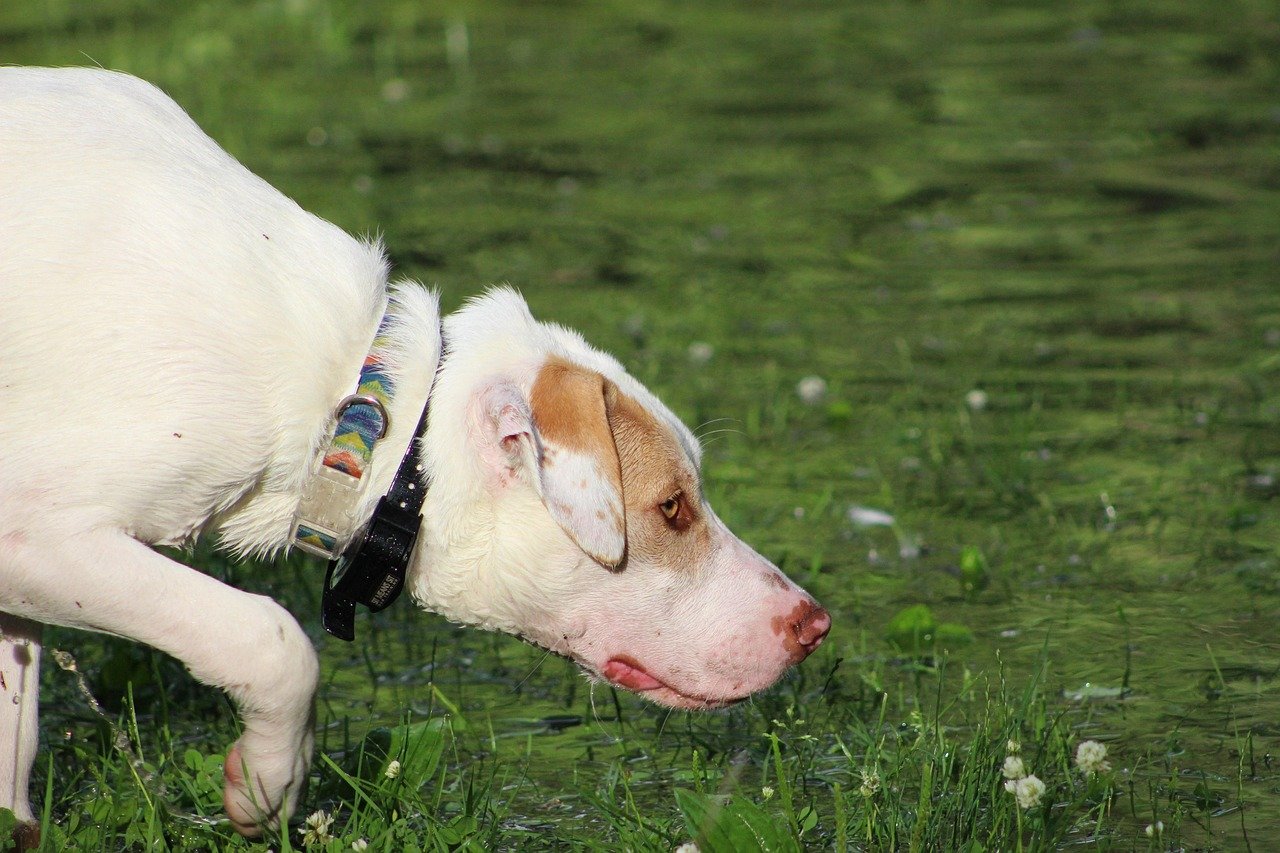 Letting Them Dictate Sniffing Time on Walks (image credits: pixabay)