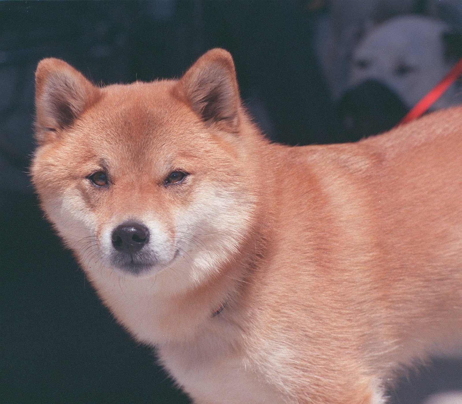 Shiba Inu - The Independent Perfectionist (image credits: wikimedia)