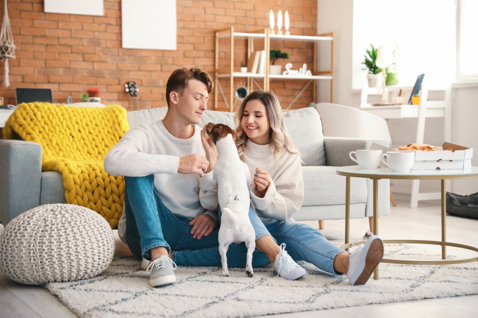 Your Living Space Must Actually Work for a Dog (image credits: stocksnap)
