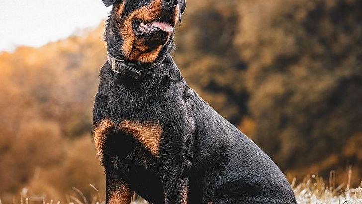 Facts about the Rottweiler Every Pet Owner Should Know