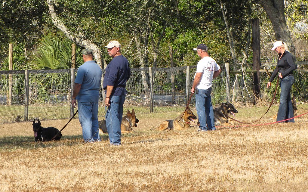 Practice Positive Reinforcement Training (image credits: flickr)