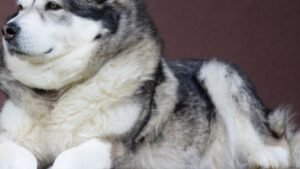 Facts about the Alaskan Malamute Every Pet Owner Should Know