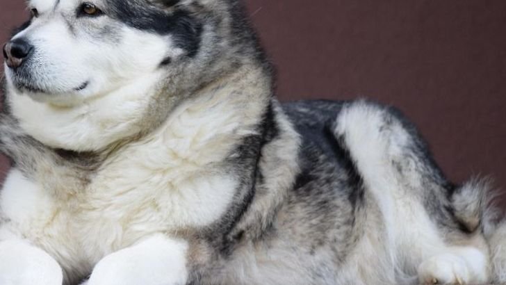Facts about the Alaskan Malamute Every Pet Owner Should Know