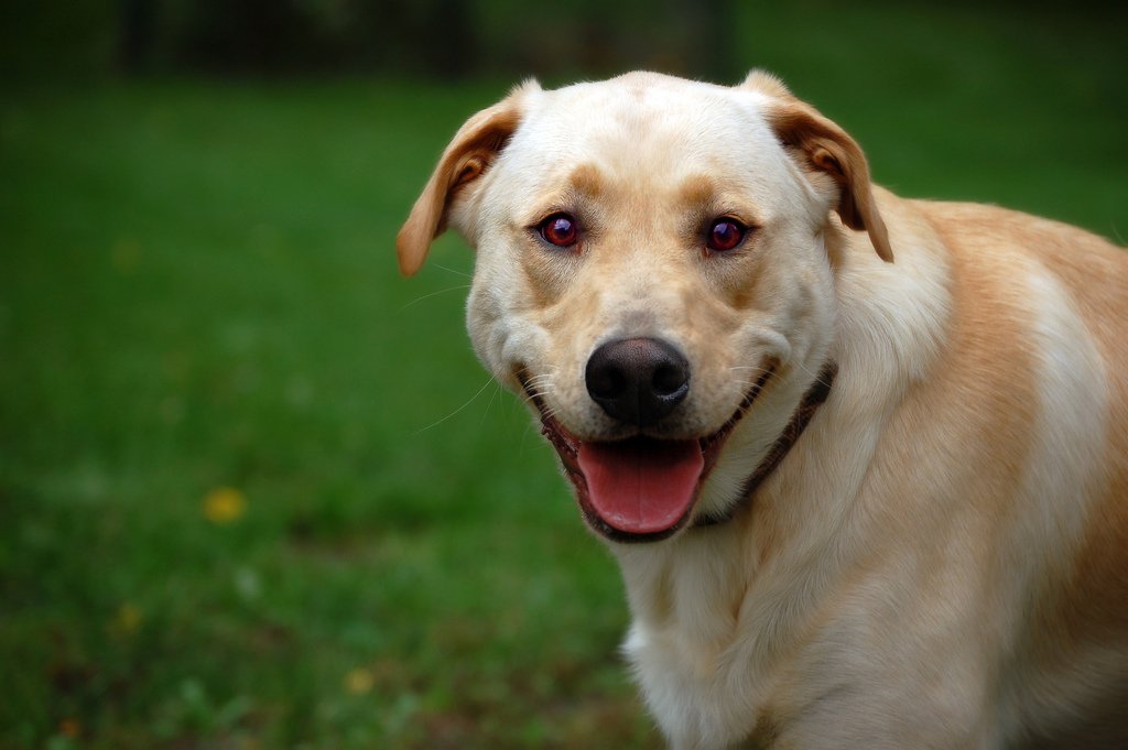Their Eyes Are Windows to Pure Joy (image credits: wikimedia)