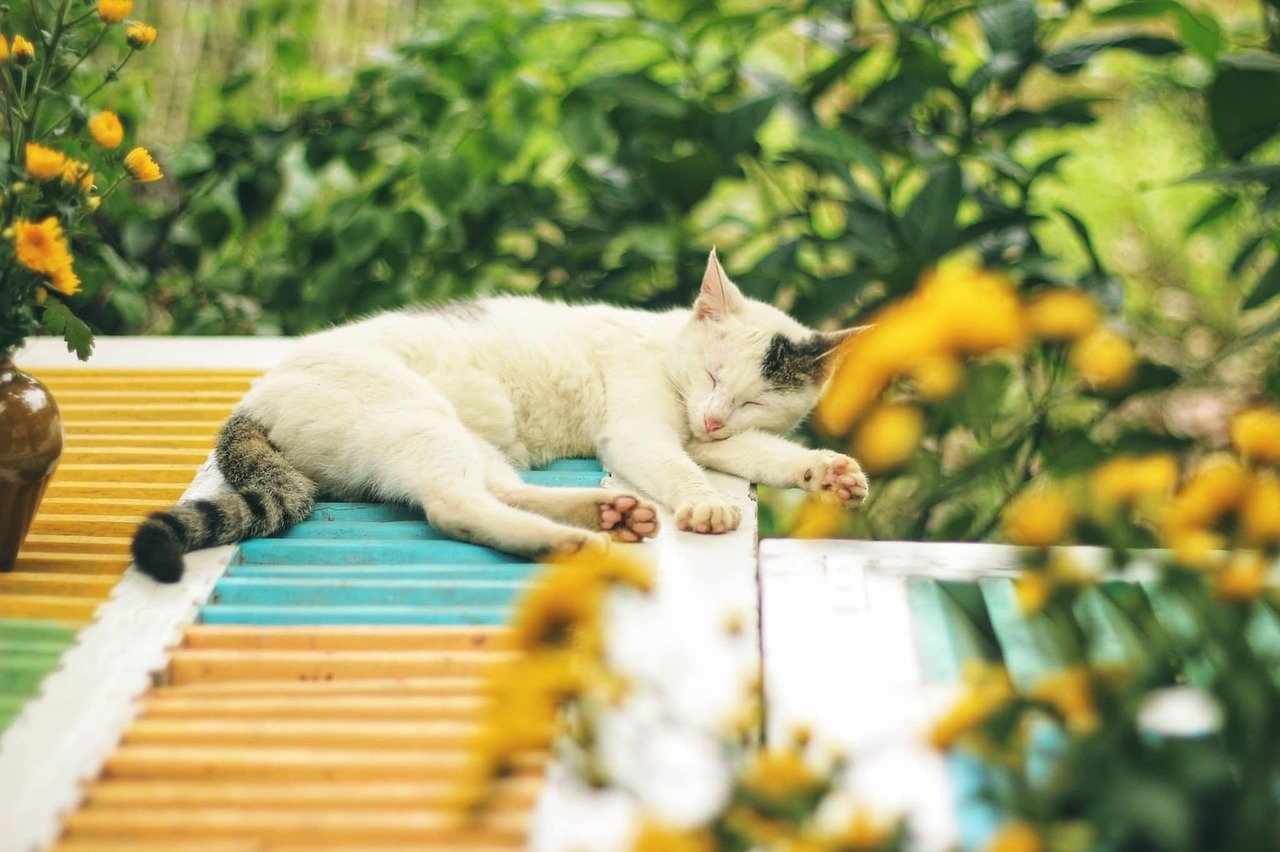 Use Calming Pheromones to Create Peaceful Vibes (image credits: pixabay)