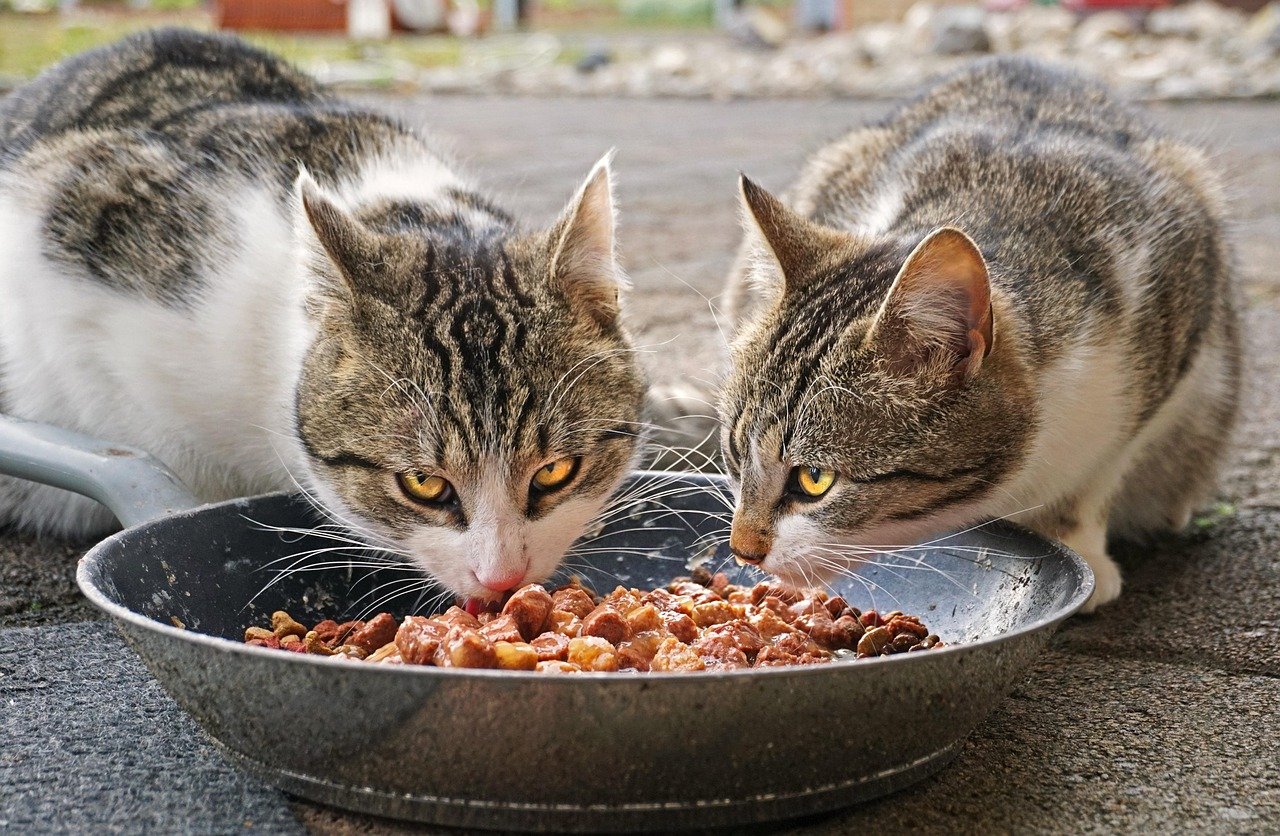 Ensure Proper Nutrition and Feeding Comfort (image credits: pixabay)