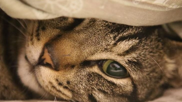 What to Do If Your Cat is Restless: 8 Things That Comfort It