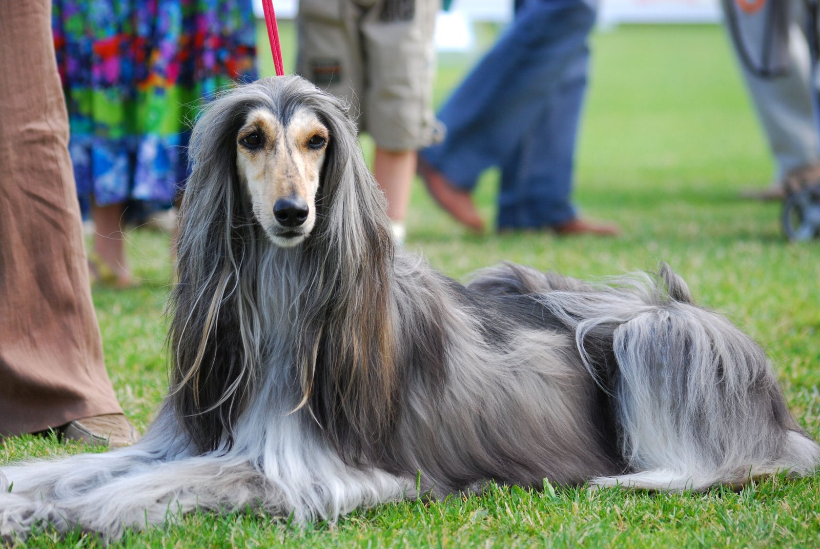 Afghan Hounds: Aloof and High-Maintenance (image credits: wikimedia)