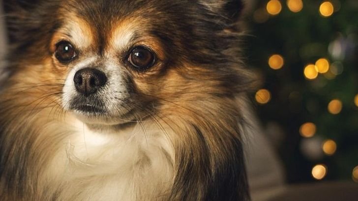 12 Dog Breeds Not Suitable For Children Without Proper Training