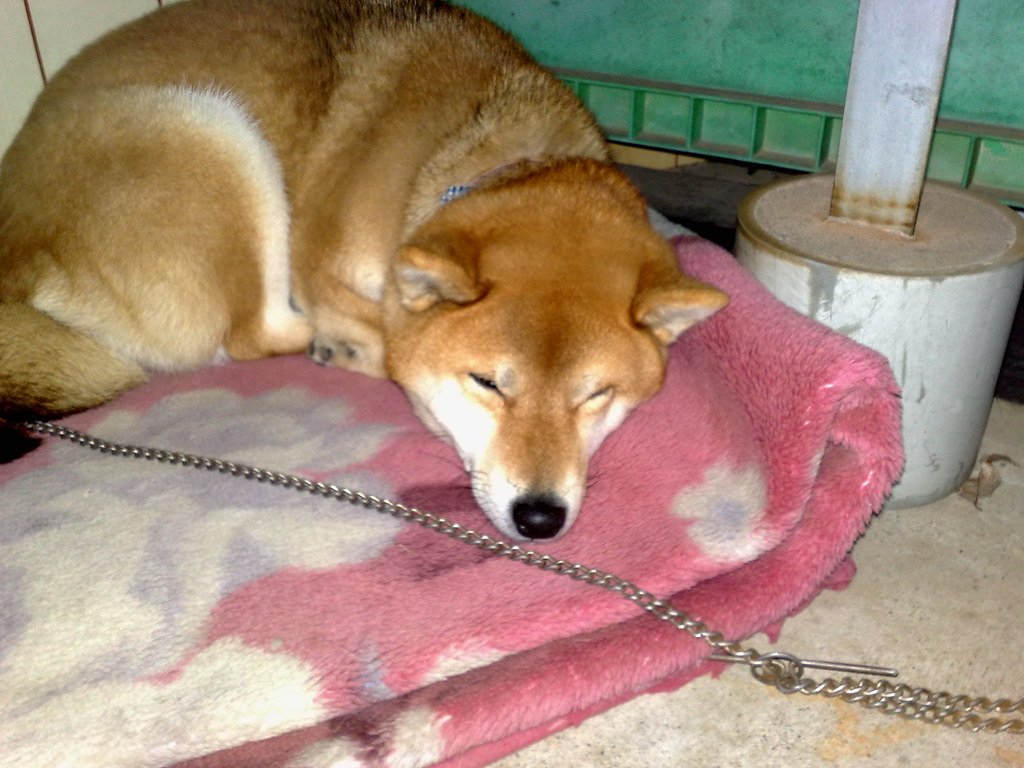 Shiba Inu: The Dignified Rebel (image credits: flickr)