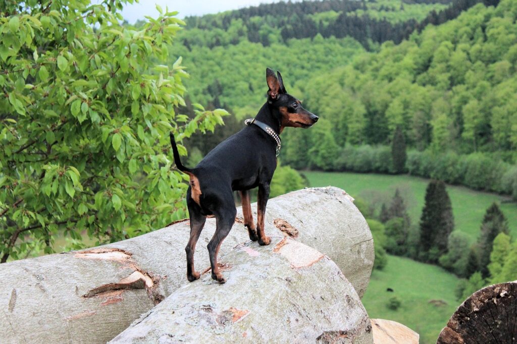 Miniature Pinscher: Small Dog, Big Ego