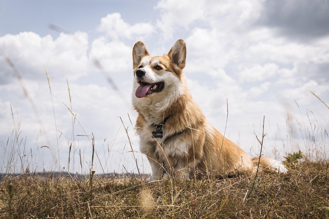 Pembroke Welsh Corgi – The Royal Herder Who Thinks Big (image credits: pixabay)