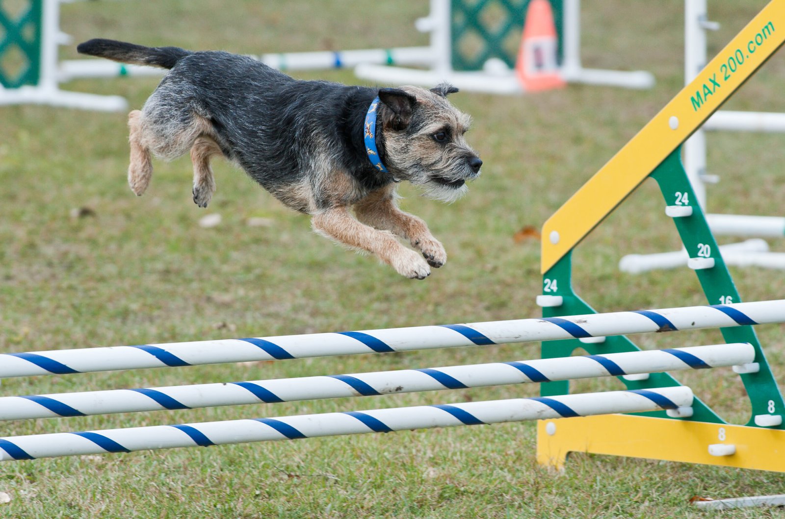 Border Terrier – The Small But Mighty Competitor (image credits: wikimedia)