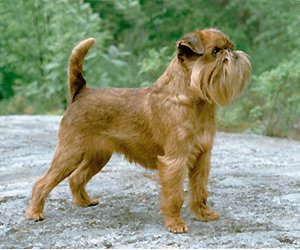 Brussels Griffon – The Emotional Velcro Dog (image credits: wikimedia)