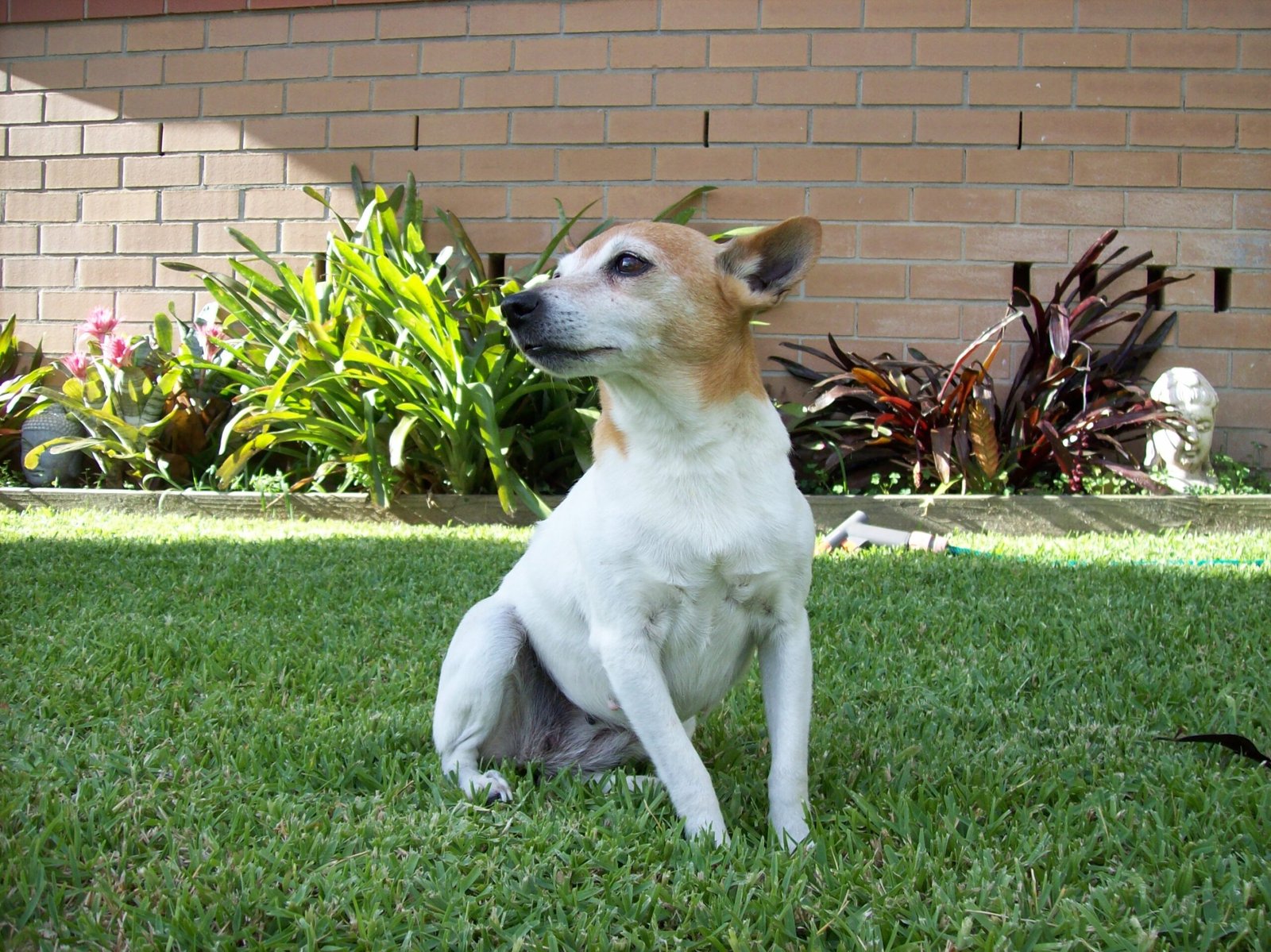 Toy Fox Terrier – The Miniature Mischief Maker (image credits: wikimedia)