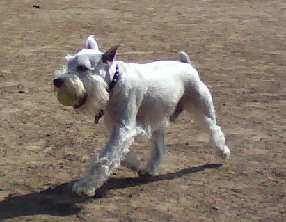 Miniature Schnauzer – The Feisty Little Guardian (image credits: wikimedia)
